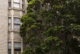 San Francisco Supervisors Consider Fee-in-Lieu Option for Street Tree Planting