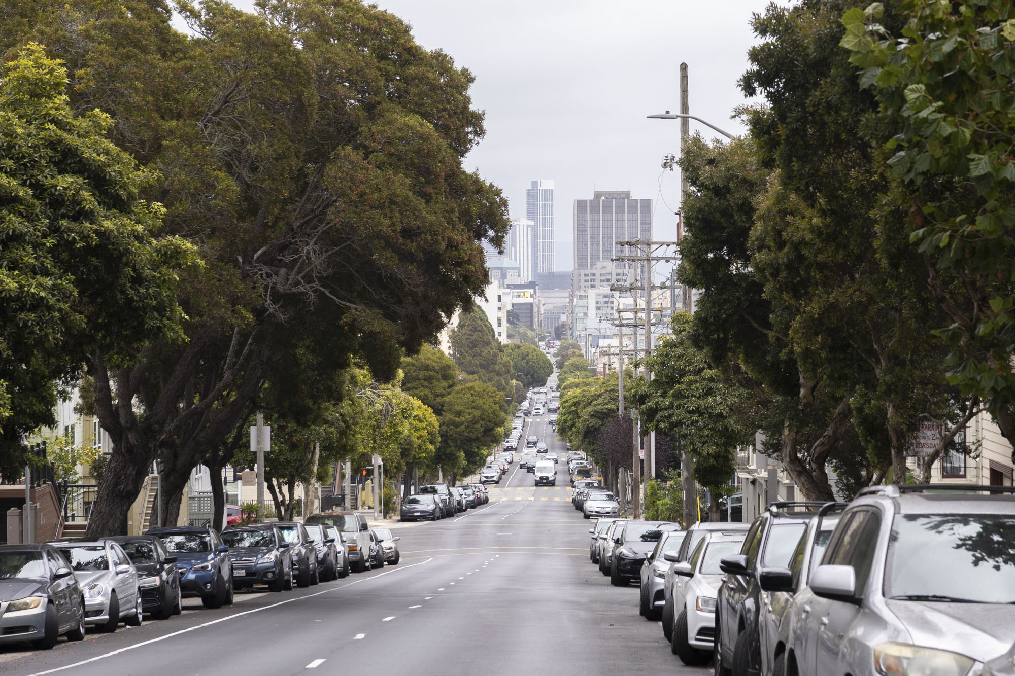 ‘Lurie vs. Lorax?' San Francisco Tree Advocates Bring Planting Fight to City Hall
