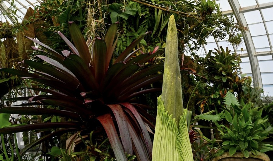 This Corpse Flower Smells Like Death and People Love It