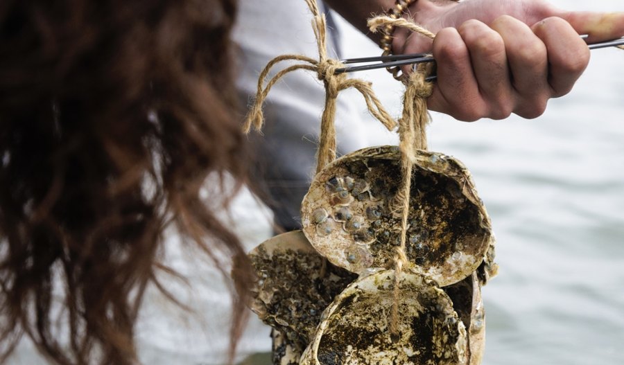 This Tiny Oyster Once Thrived in California. Now, Scientists Are Bringing It Back