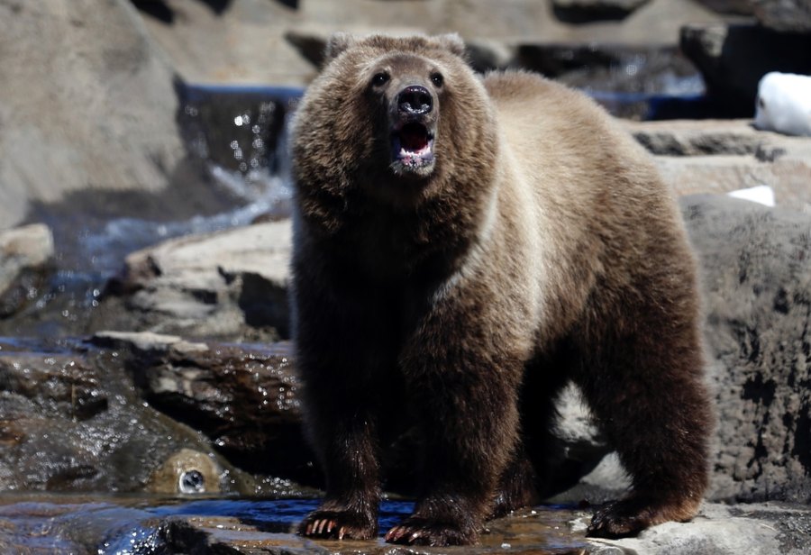 They’re on Our Flag, but Do Long-Gone Grizzly Bears Belong in Modern California?