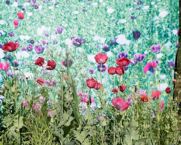 The After-Turkey: Your Guide to Family-Friendly Art Viewing All Over the Bay