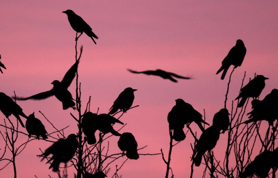Is It Crow-maggedon? Why Crows Are Flocking to Bay Area Cities Each Winter