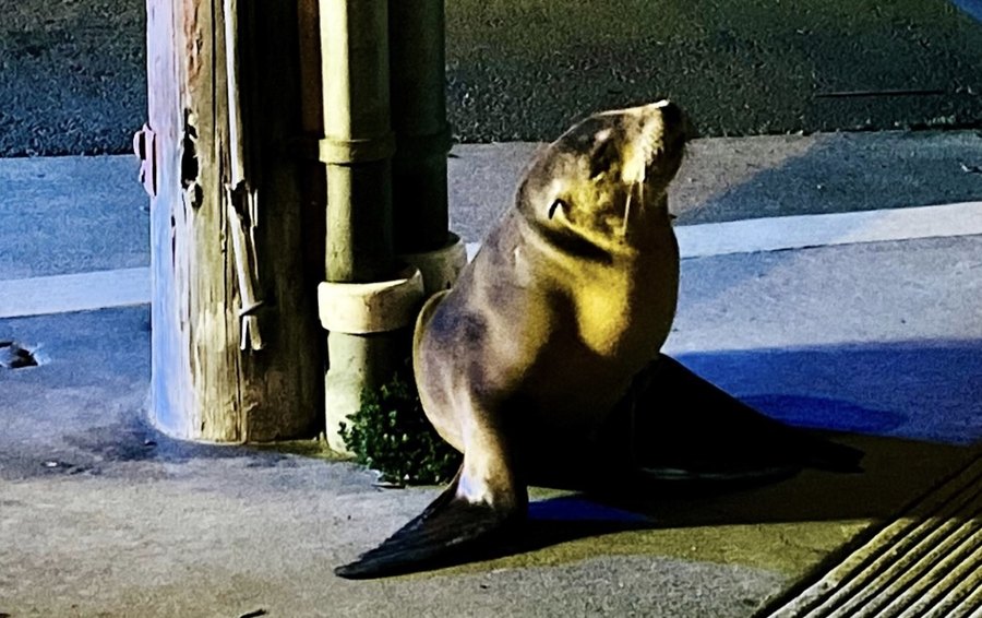 Irving the Baby Sea Lion Is Rescued From San Francisco Streets