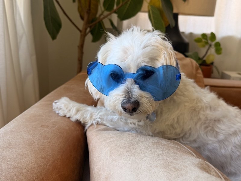Laszlo, a small white fluffy dog, wearing a costume