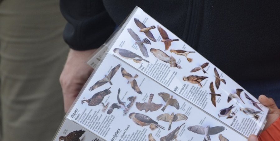 Berkeley Bird Festival!