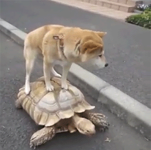 https://cdn.kqed.org/wp-content/uploads/sites/12/2016/11/unusual-animal-friendships-cute-gifs-3__605.gif