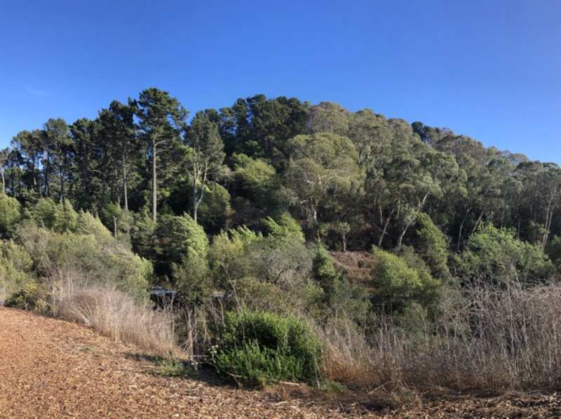 A dense area of trees with brush in the foreground and blue skies in the background.