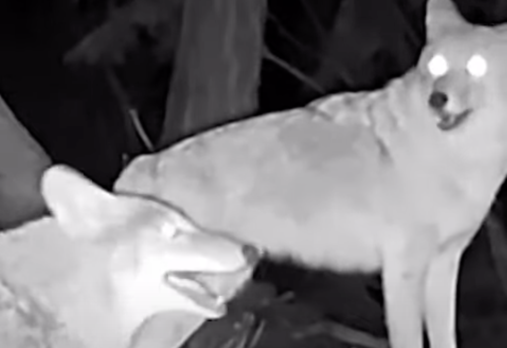 Two coyotes stand together, mouths open, as seen on a trail camera at night.
