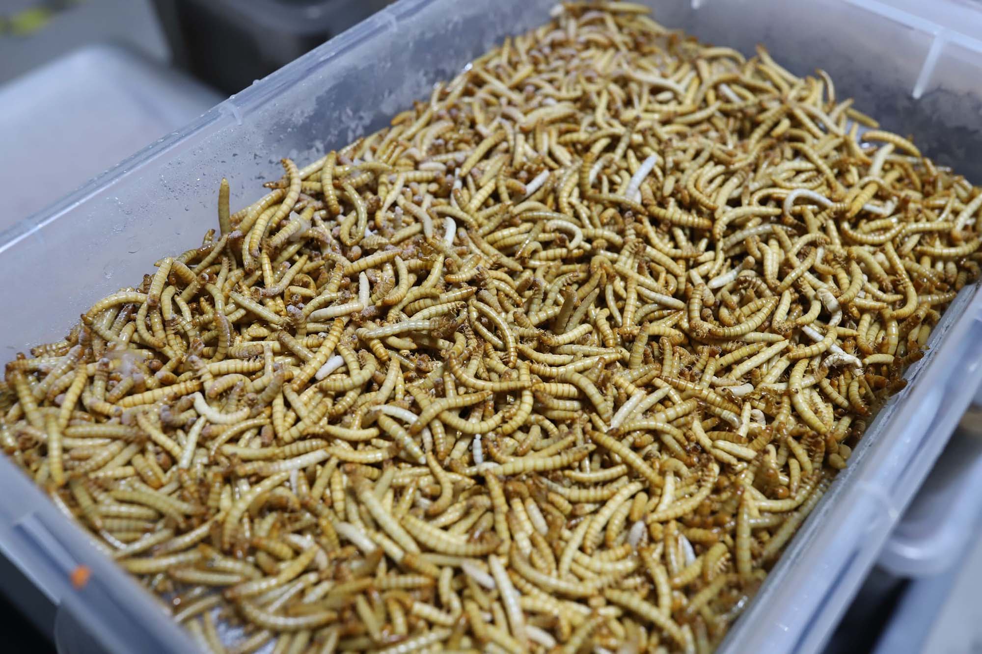 A plastic bin full of thousands of frozen mealworms.