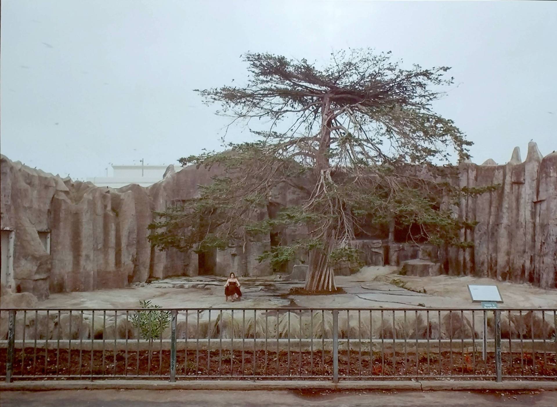 A woman wearing a dress sits in a chair next to a huge tree inside an animal pen at a zoo.