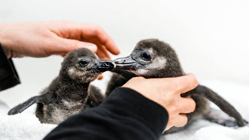 Two fluffy penguin chicks beak to beak with human hands around them