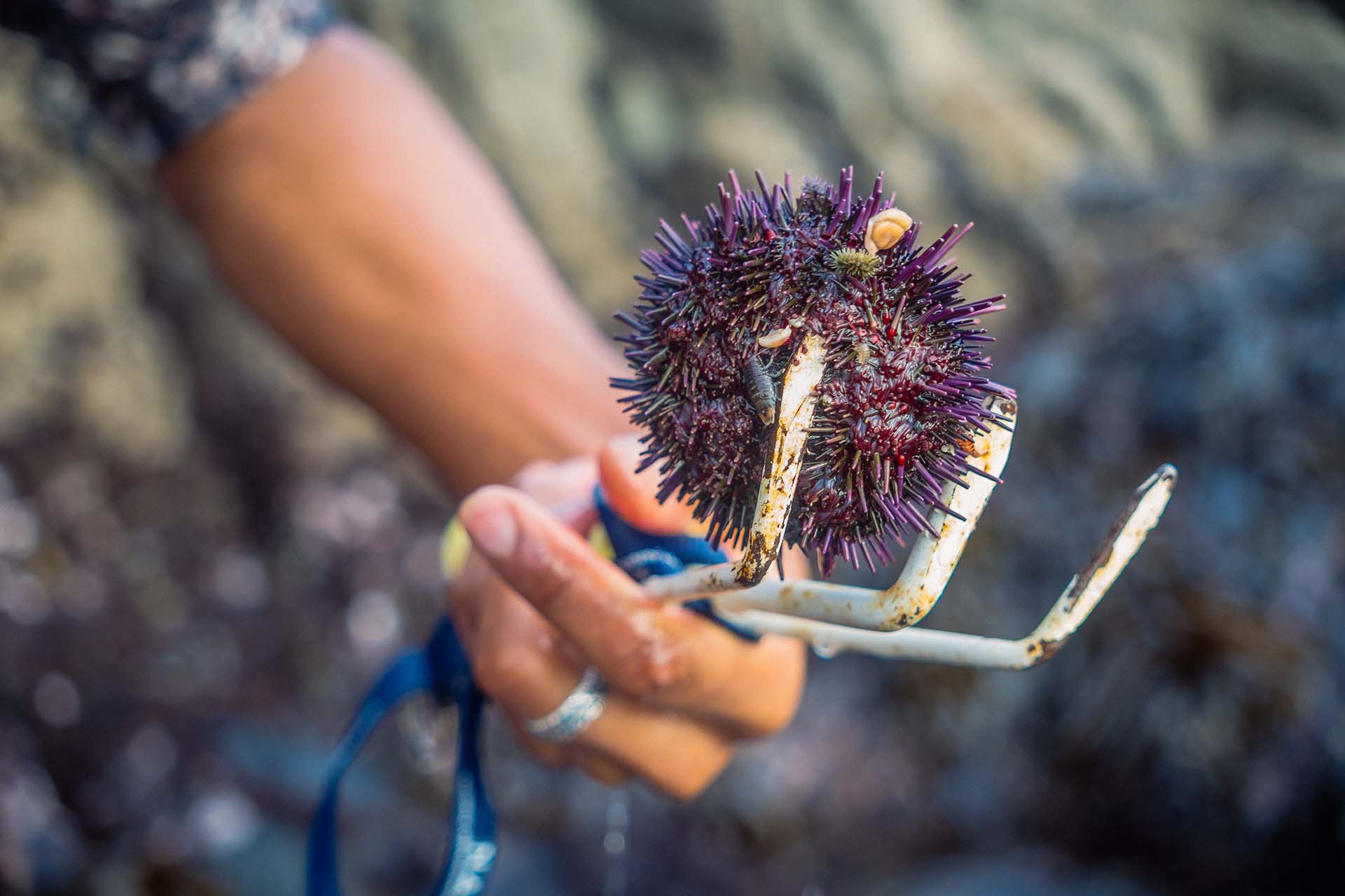 A purple sea urchin held up with a three-pronged garden tool.