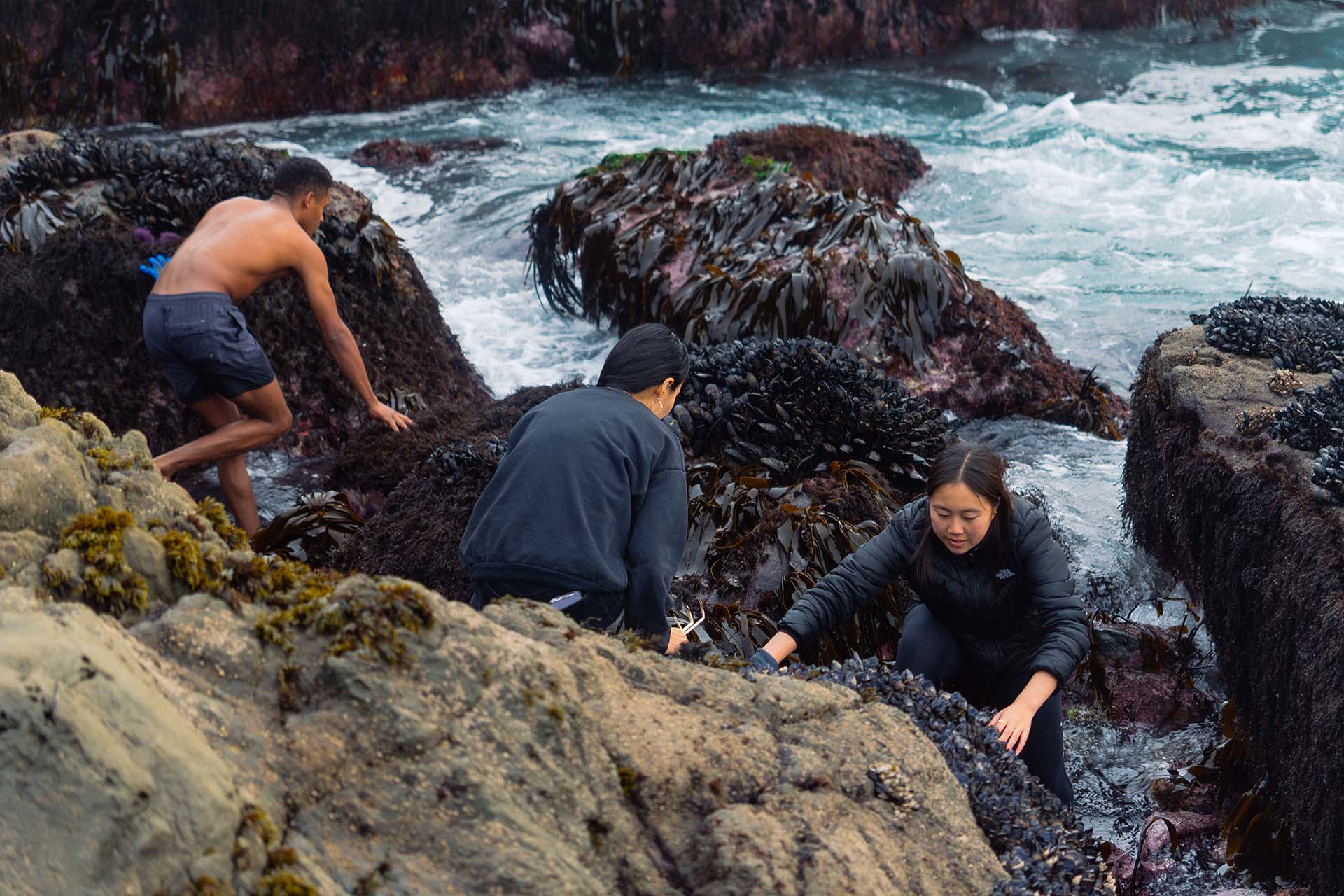 Three people stand in a tidepool searching among the rocks and kelp for live sea urchins.