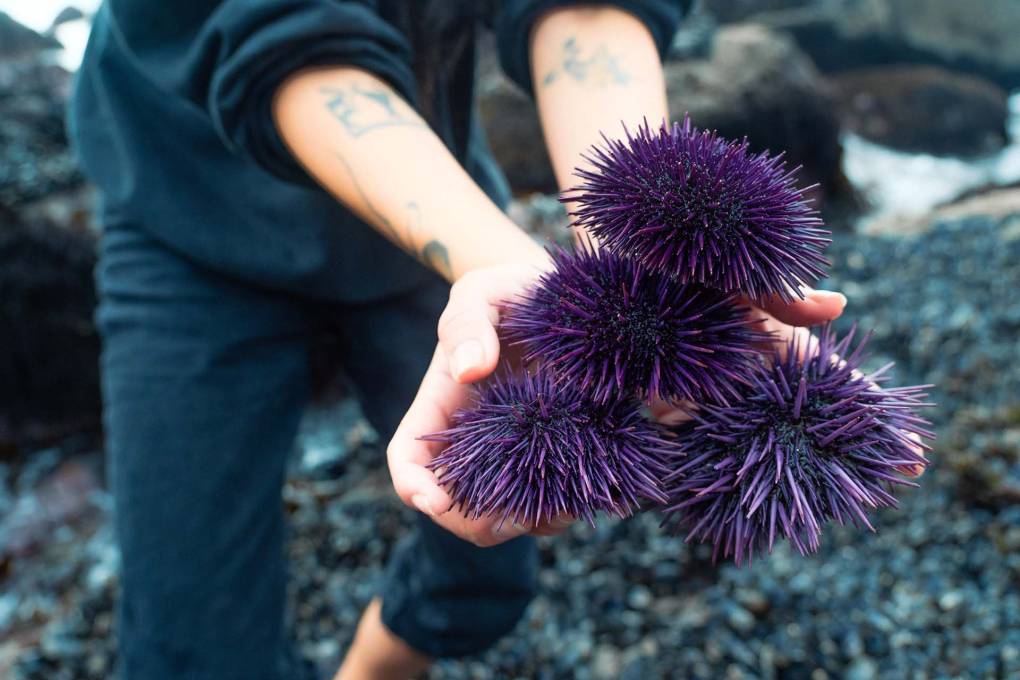 a woman's outreached arms, her hands holding several purple sea urchins, with the rocky seashore in the background.