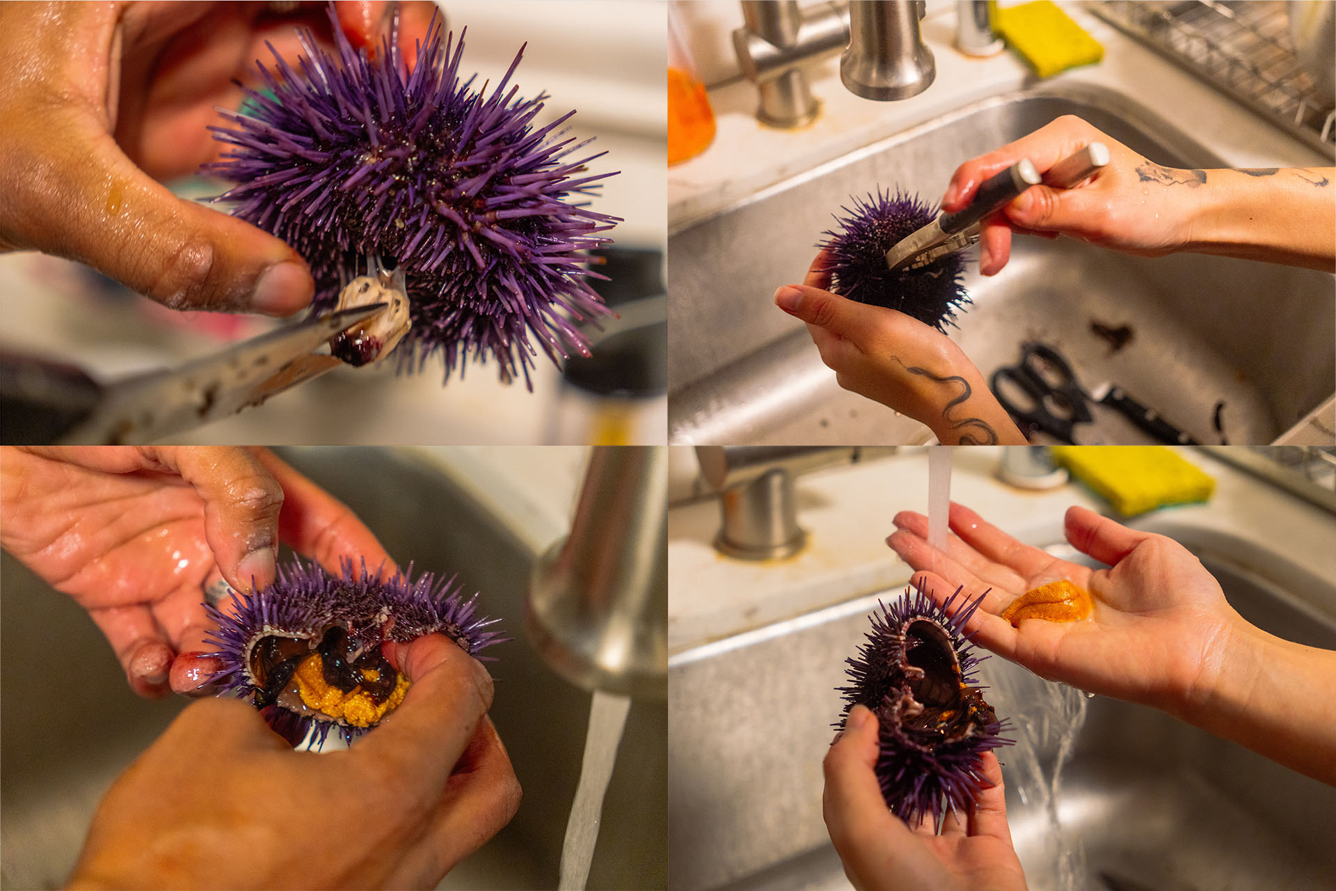 Four photos showing the steps to crack open a sea urchin: detaching the beak, prying the shell open, washing out the debris and then, finally, removing the creamy, orange gonad.