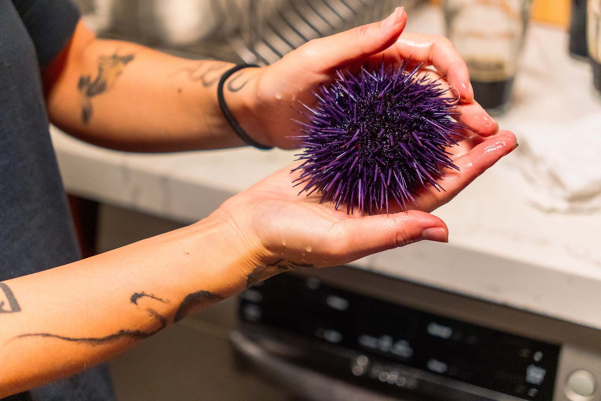 Two hands cradling a spiky purple sea urchin.