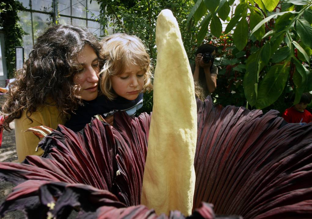 A woman and small child peer into the center of an enormous tropical plant.