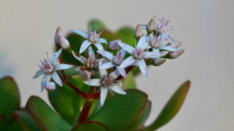 CLose-up of white five-point flowers with a pink center growing from bulbous green leaves.