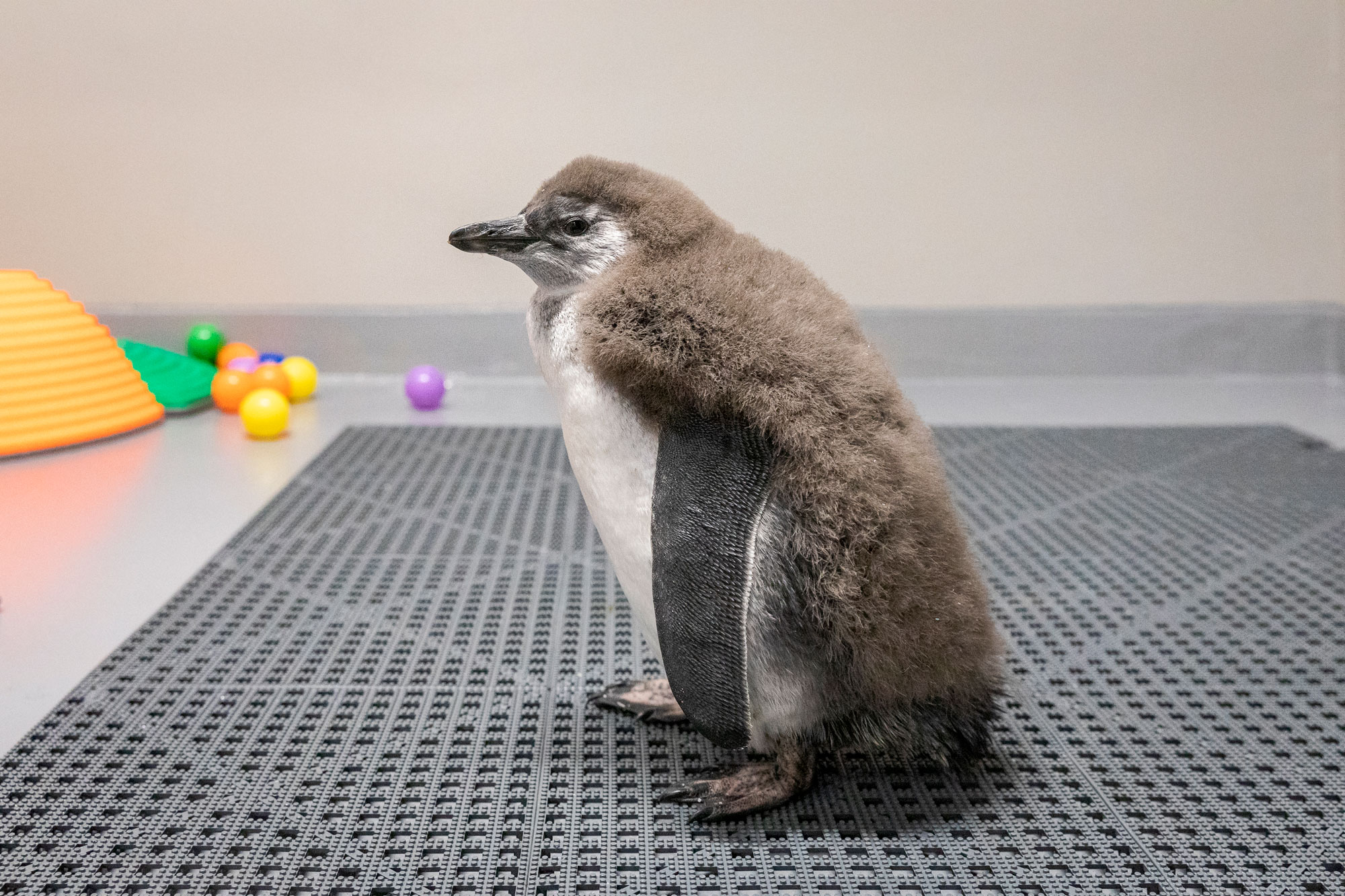 Fluffy penguin chick in school-like environment