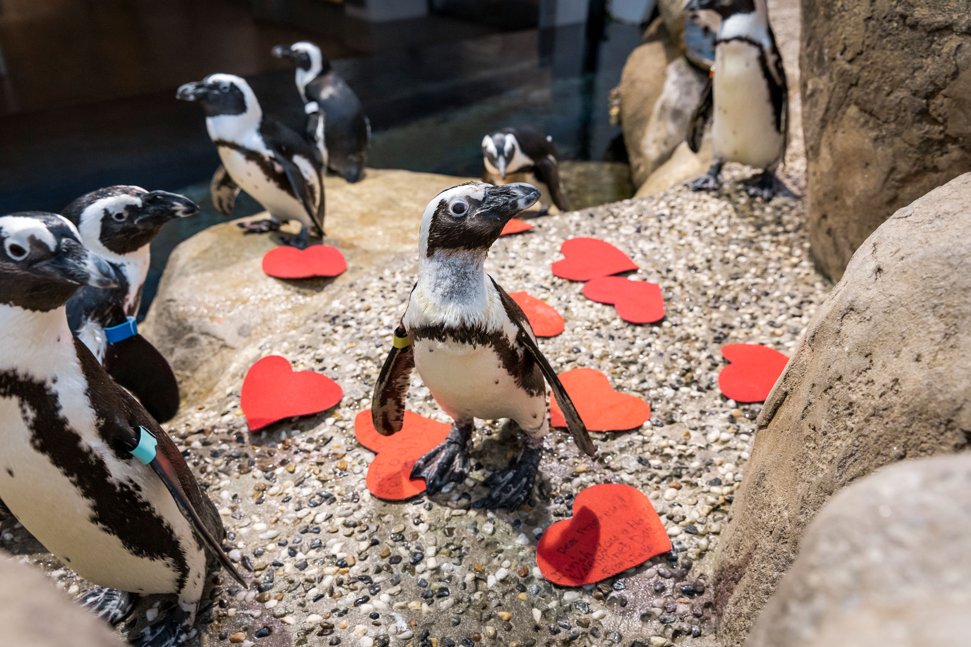Multiple penguins stand on rocks with red felt hearts at their feet