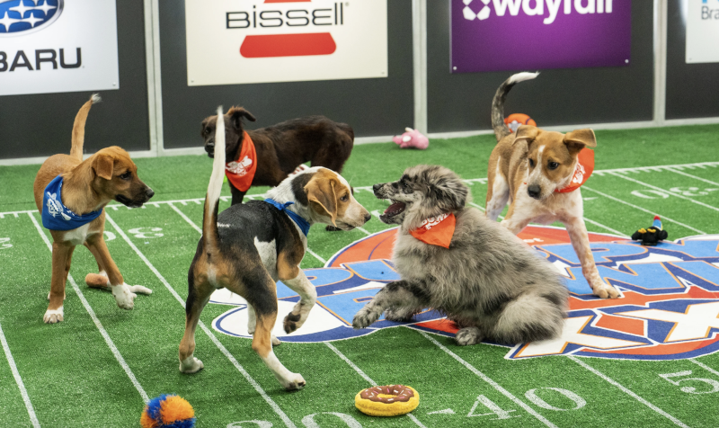 A beagle puppy and a sheepdog puppy face off on a fake football field, surrounded by other curious puppies.