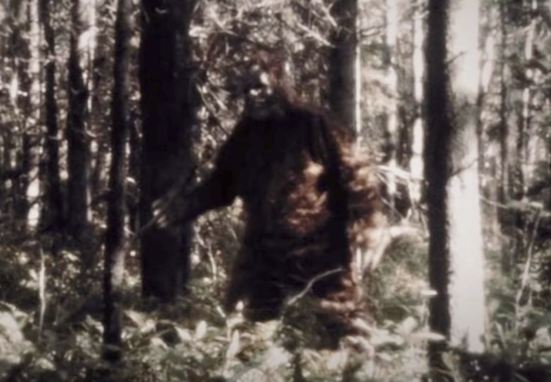 A person wearing a Bigfoot suit standing in the woods.