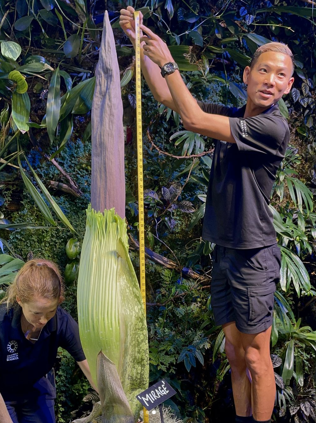 An Asian man in shorts and t-shirt measures a long slender plant, assisted by a white woman at the base of the plant. 
