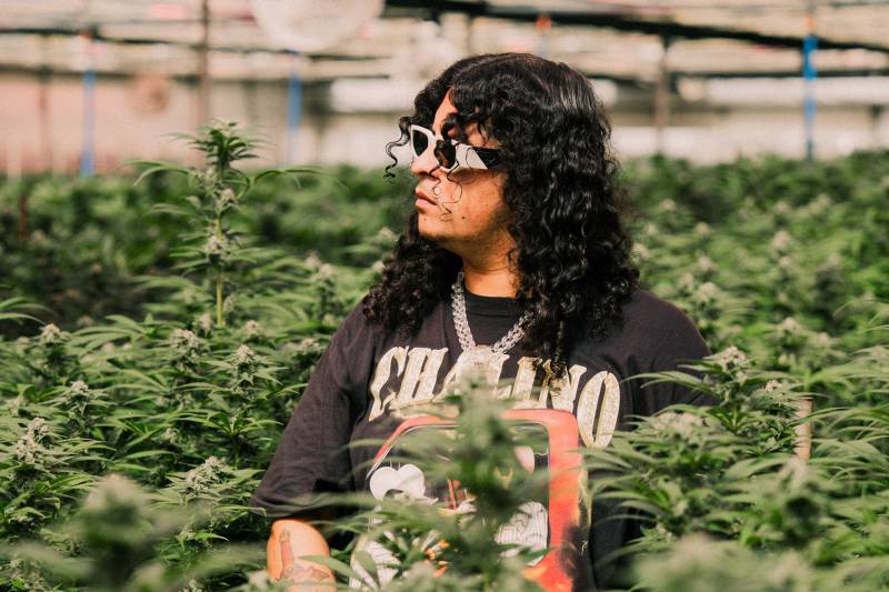 An artist poses in a cannabis farm among plants.