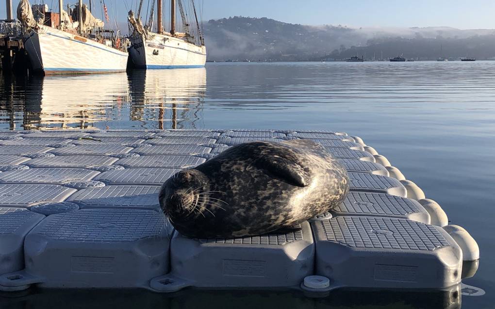 A black and grey seal lies in the sun on a floating dock in peaceful water, with ships in the background.