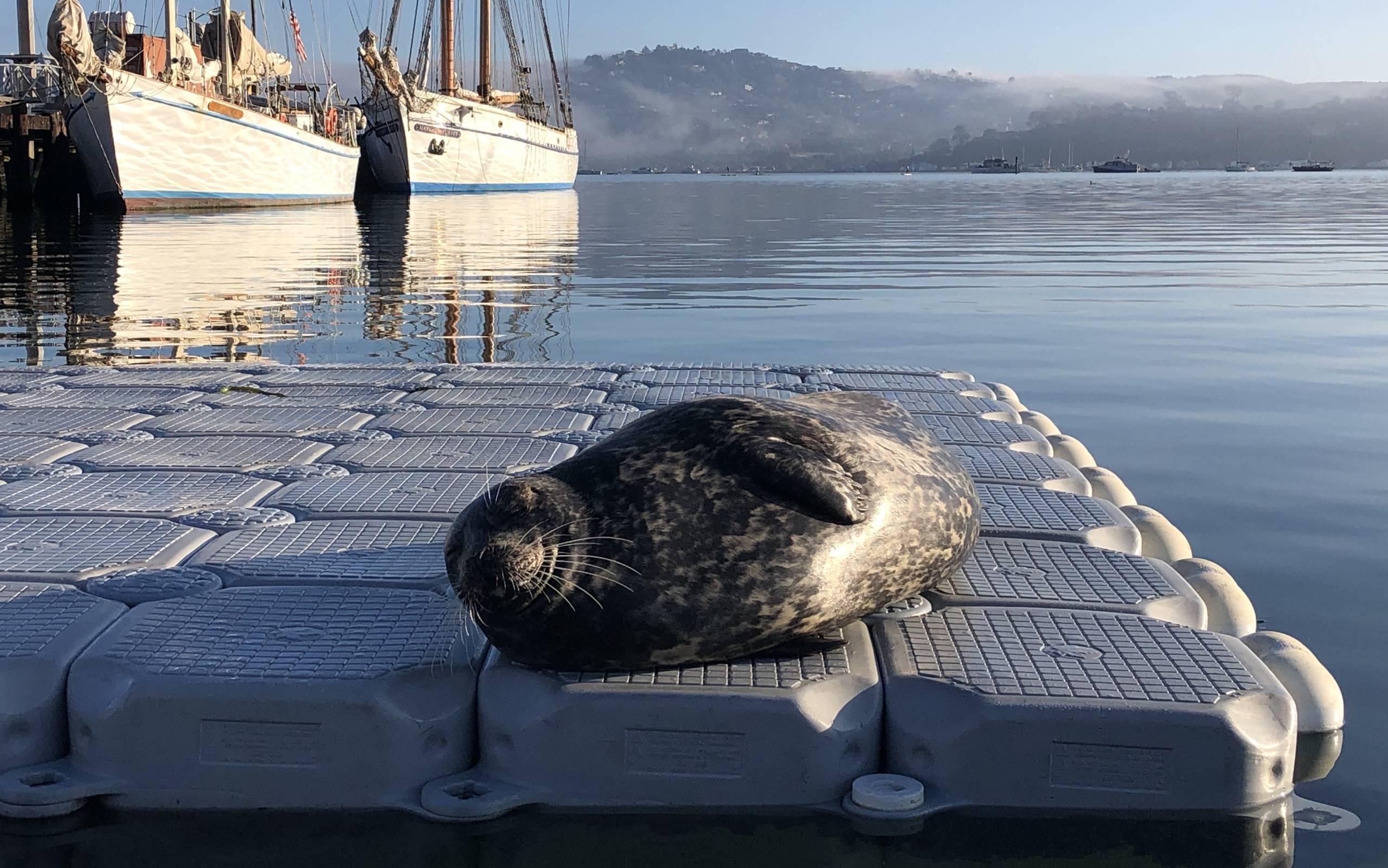A black and grey seal lies in the sun on a floating dock in peaceful water, with ships in the background.