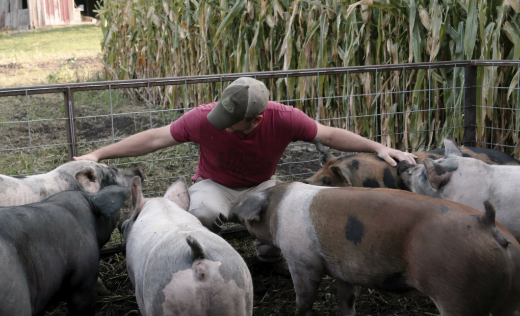 A man crouches down next to a field and stretches his arms out around a group of pigs who are all facing him.