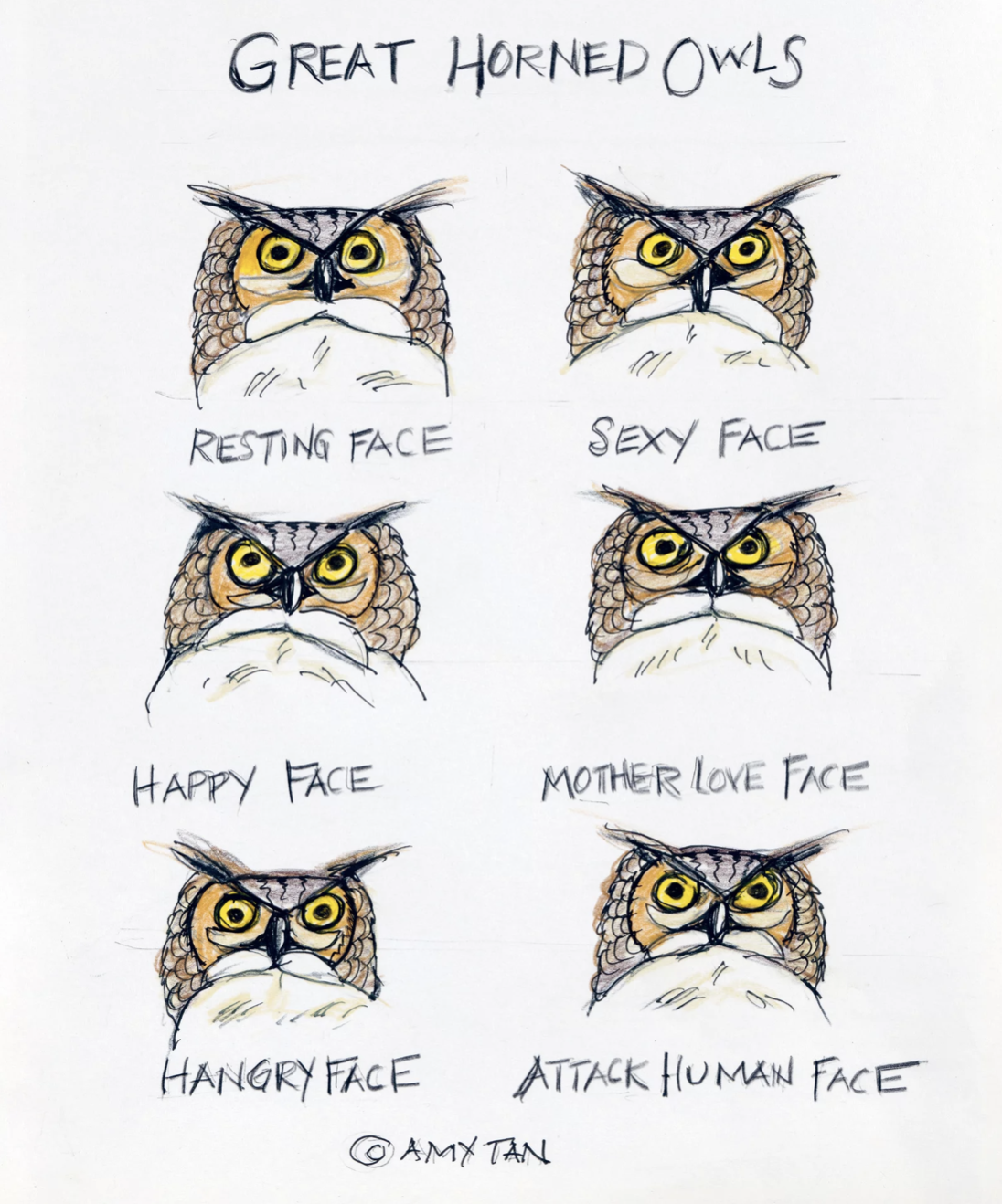 Six sketches of owl's facial expressions, labeled Great Horned Owls.