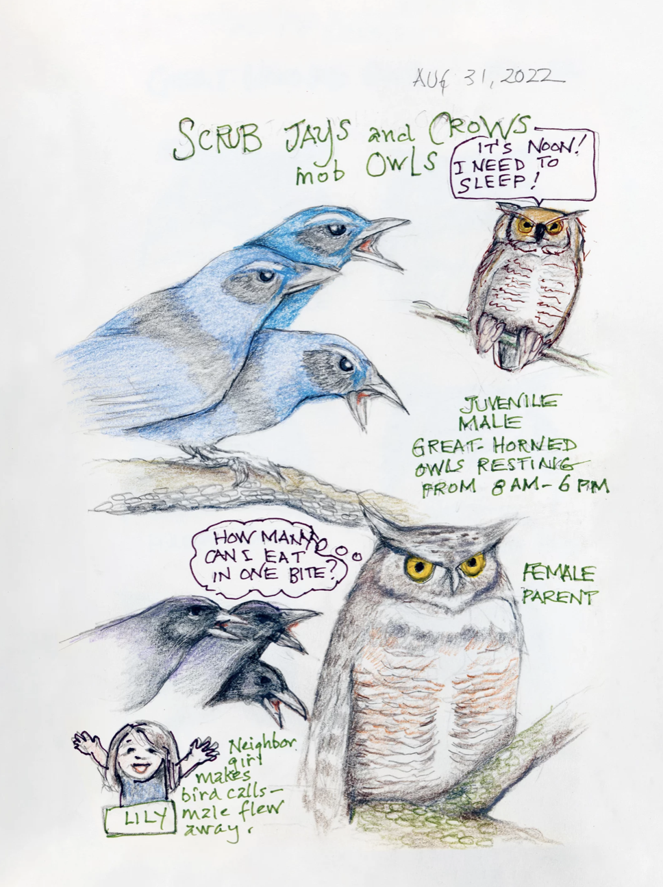 Playful illustrations of three blue scrub jays, an adult female owl and its male offspring, three crows and a young girl.
