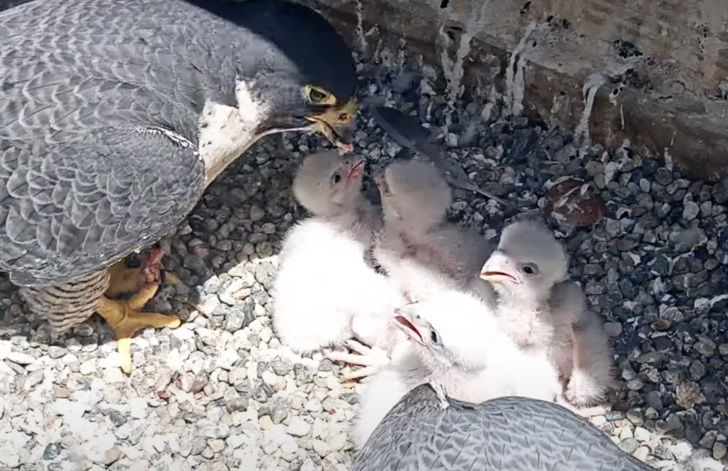 Four white fluffy chicks sit close together. An adult falcon leans over them with meat in its beak. Another falcon crouches close by, its head down and out of view.