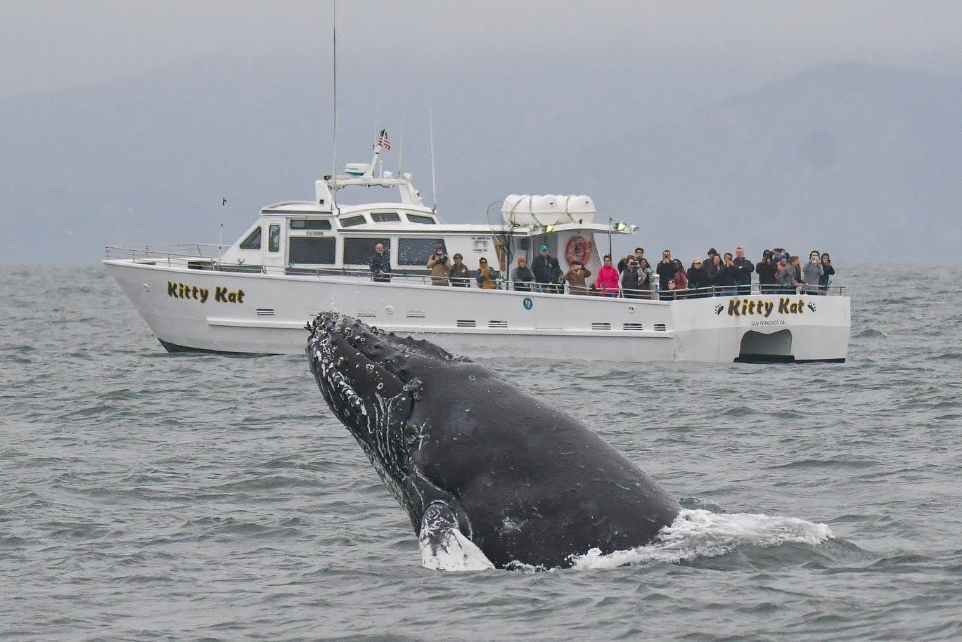 The front half of a whale's body emerges from water as a boat carrying passengers watches from a short distance.