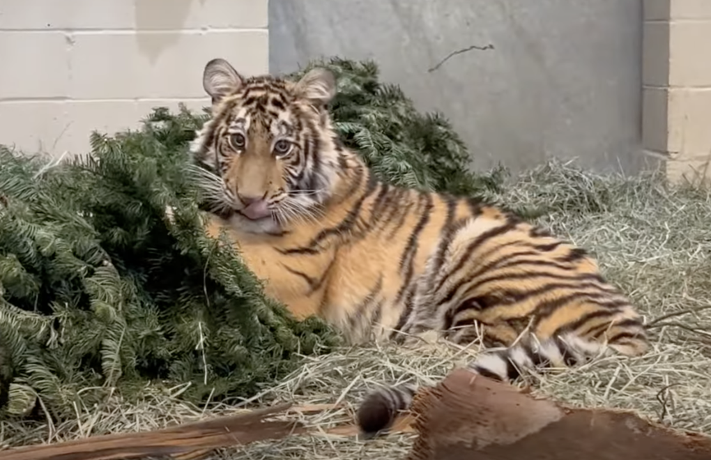 A medium-sized tiger cub lying inside an enclosure with the front half of her body resting on a Christmas tree.
