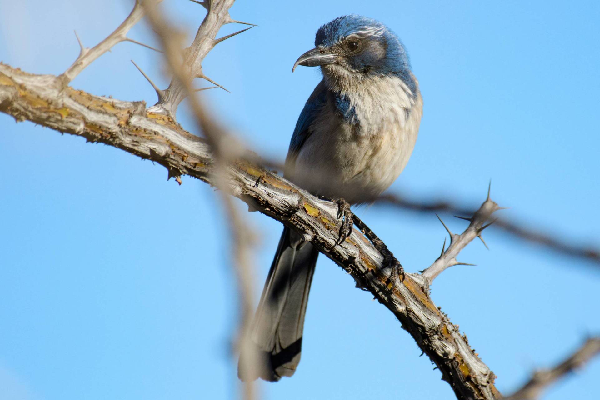 A medium sized blue and white bird sits on a bare tree branch.