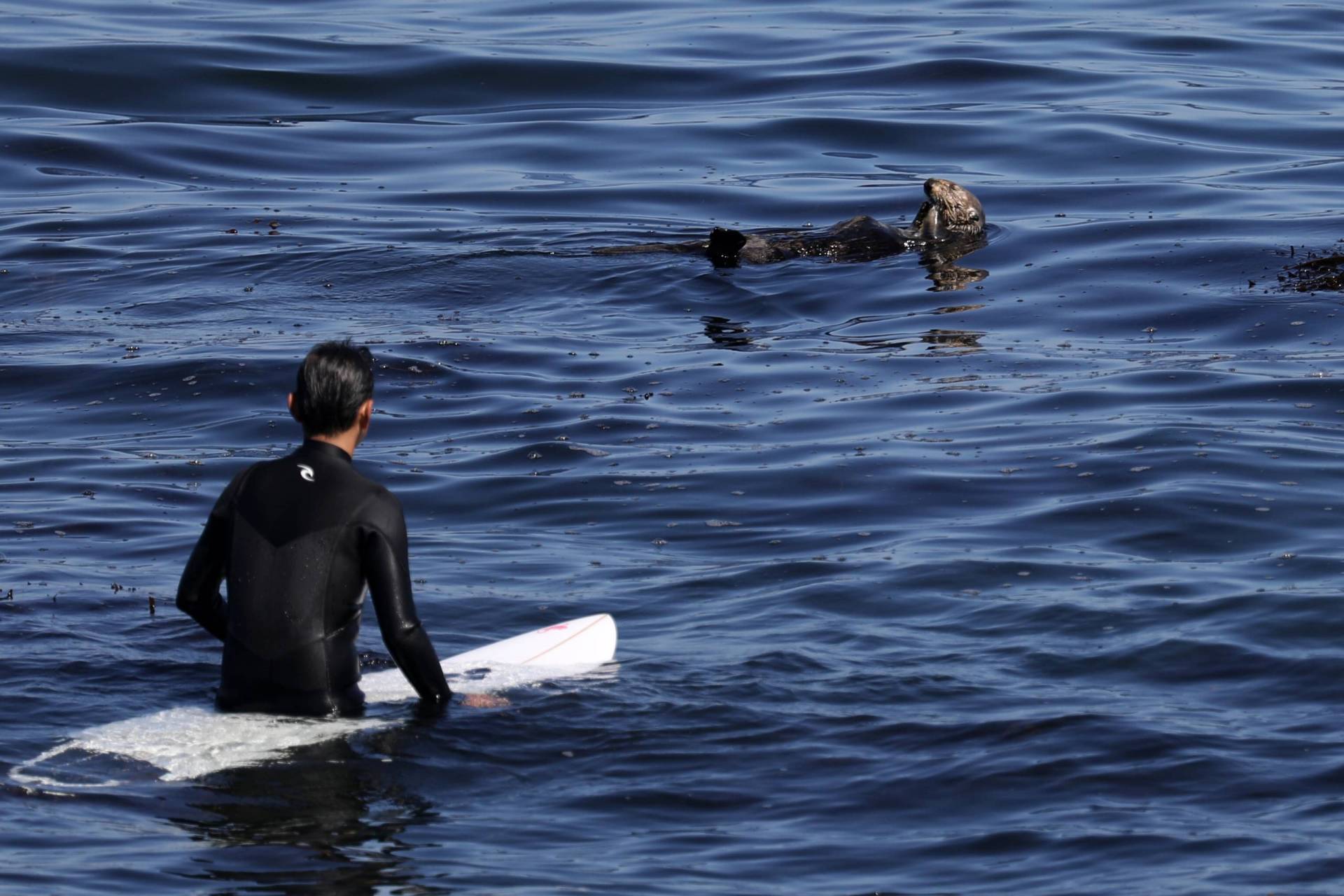 A man in a wetsuit sits on a white surfboard facing a large sea otter floating on its back.