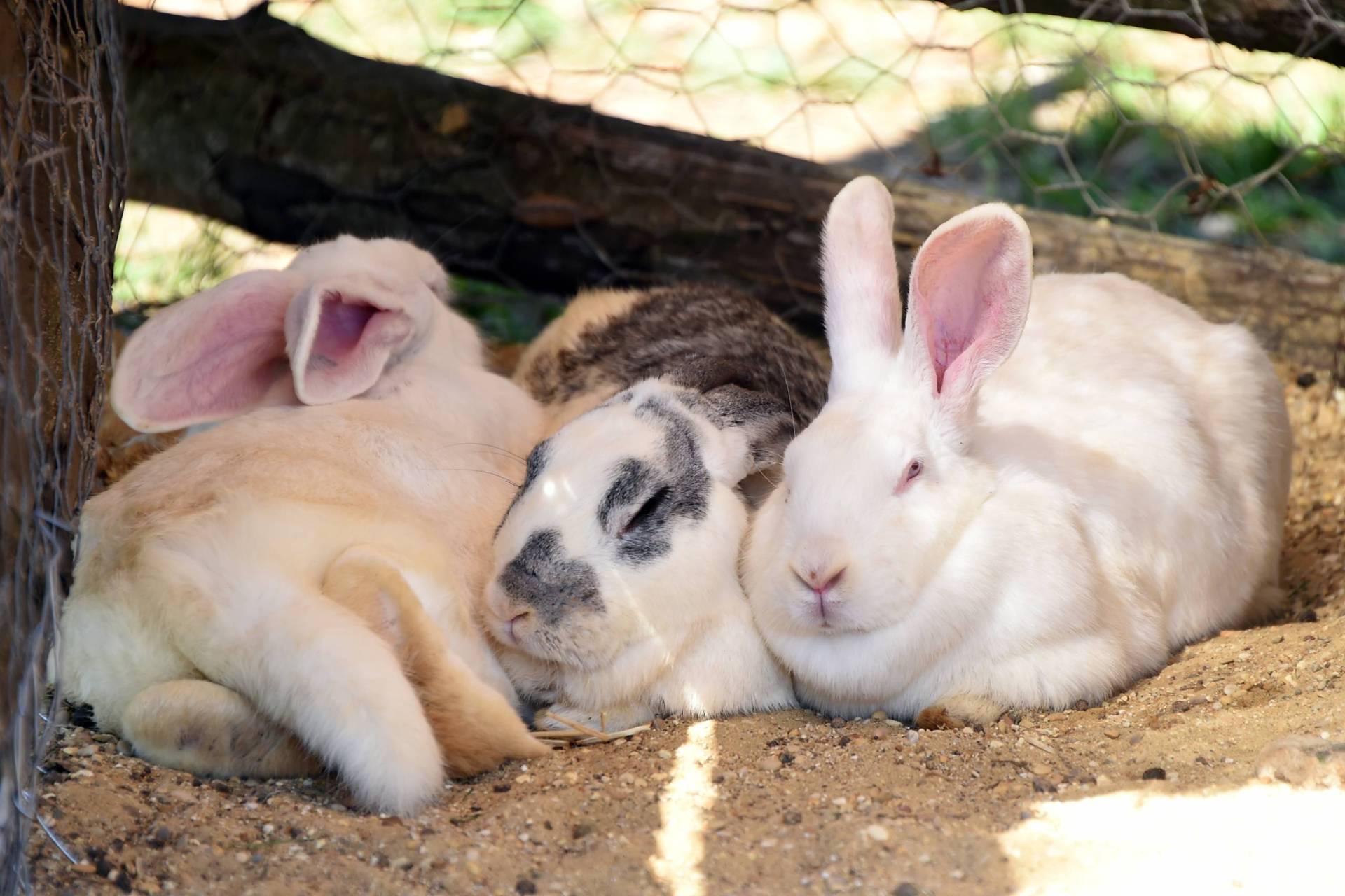 Three rabbit lie snuggled close together in a pen.