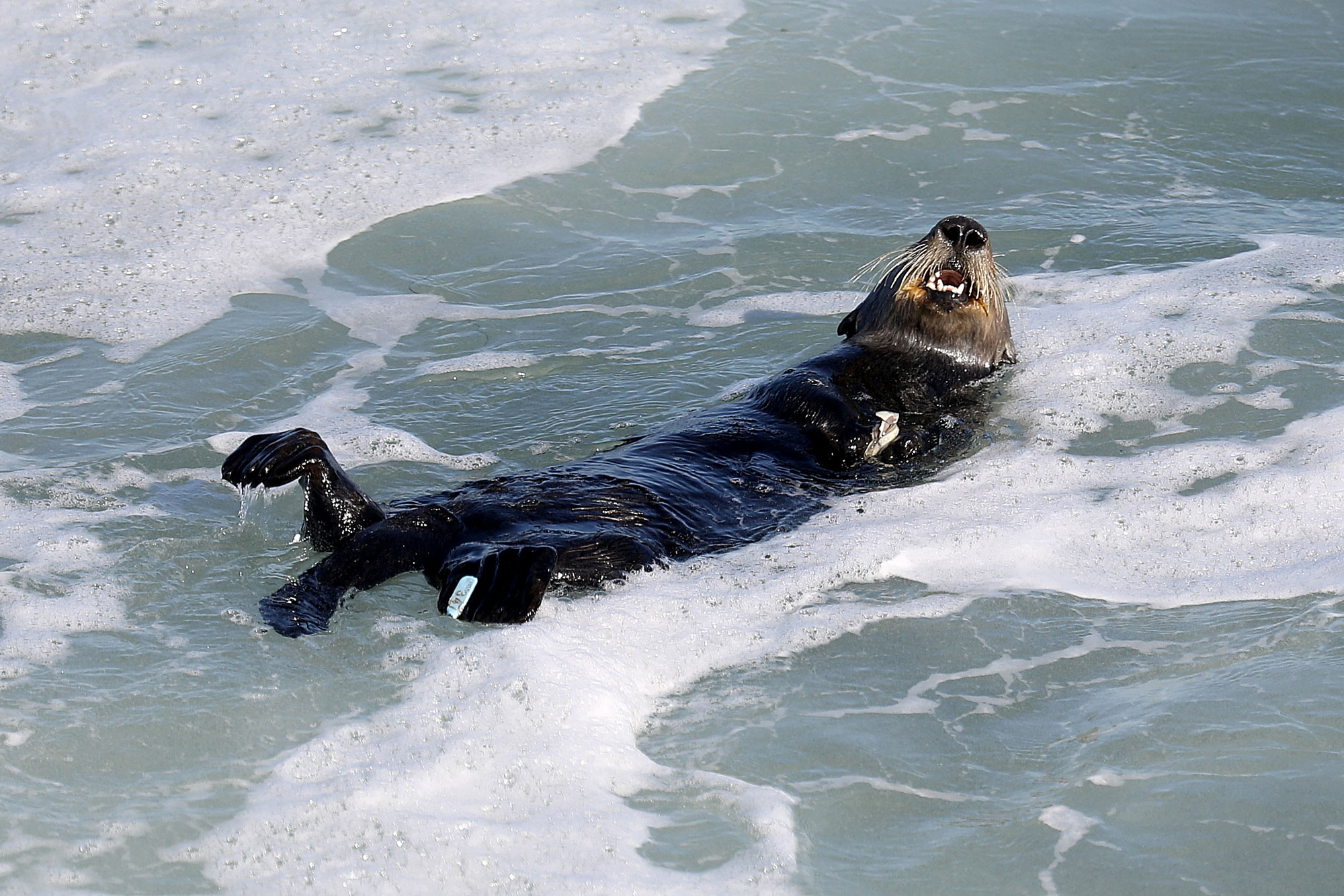 An otter on its back, mouth agape in foamy sea water.