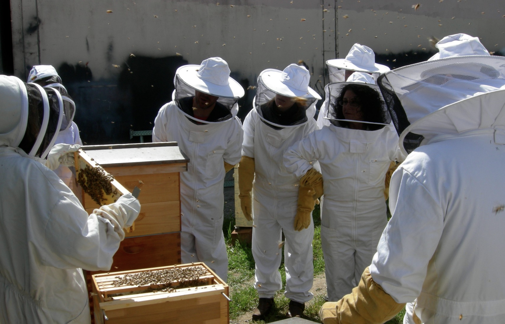 A group of people in beekeeping suits gather around a hive, as one beekeeper holds up part of a hive.