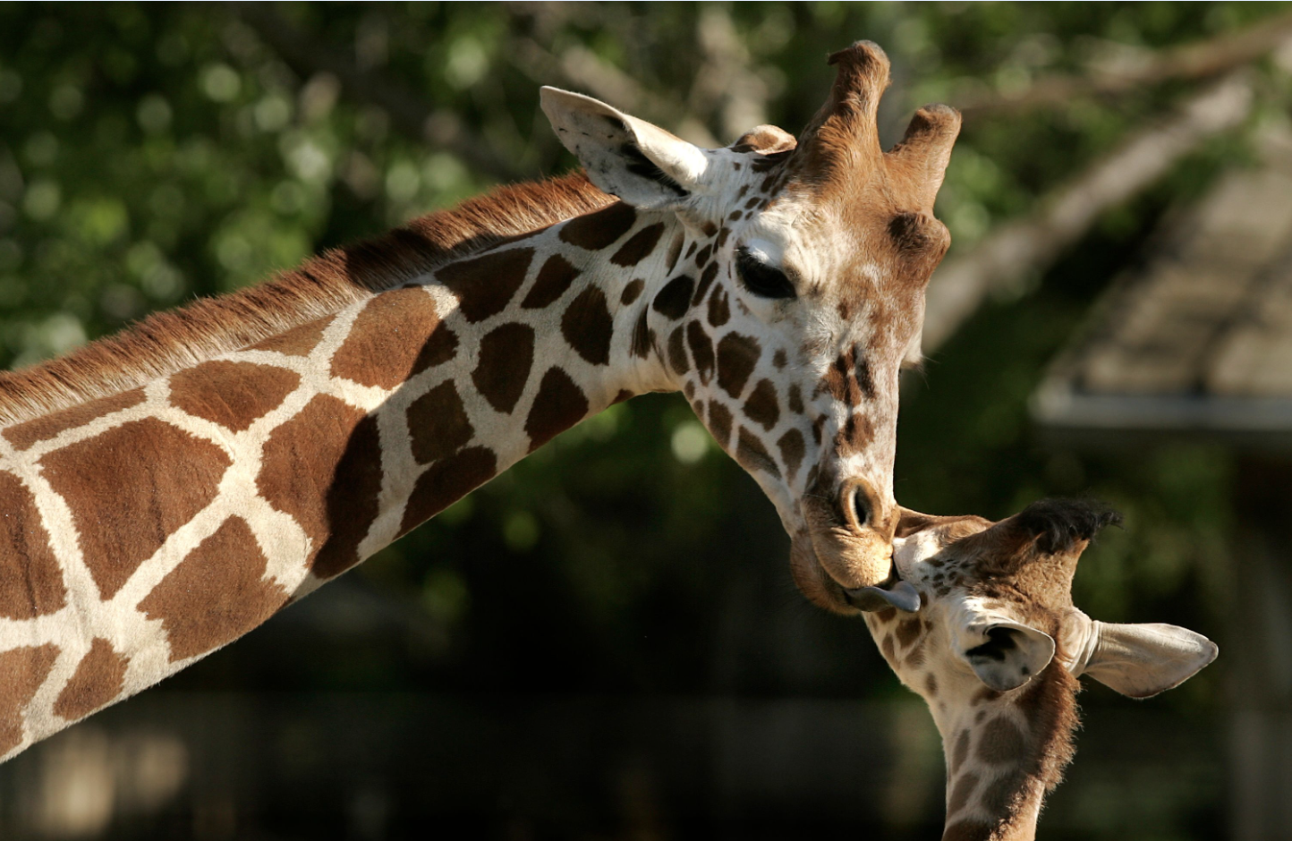 An adult giraffe leans down and licks the ear of its smaller offspring.
