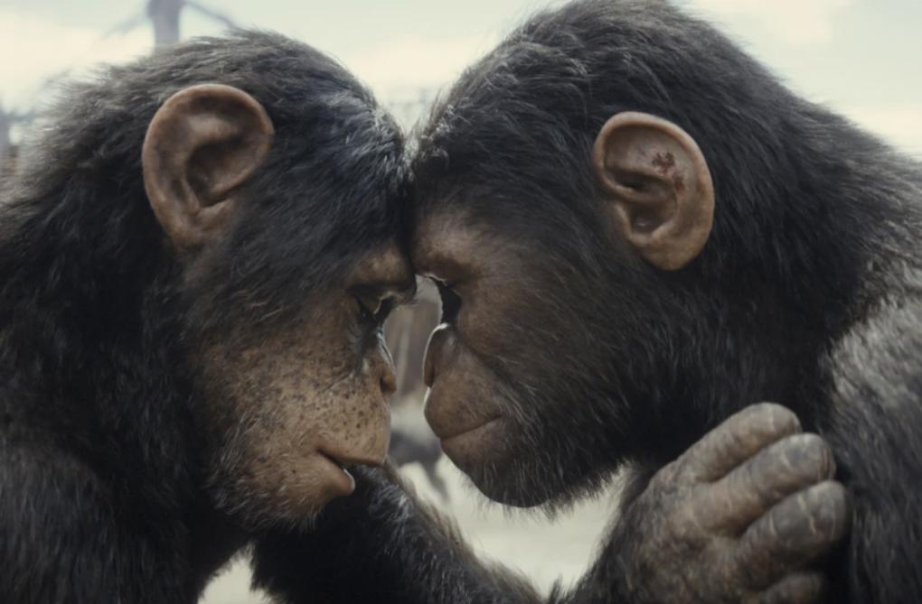 Two chimpanzees embrace, their foreheads resting on each other.