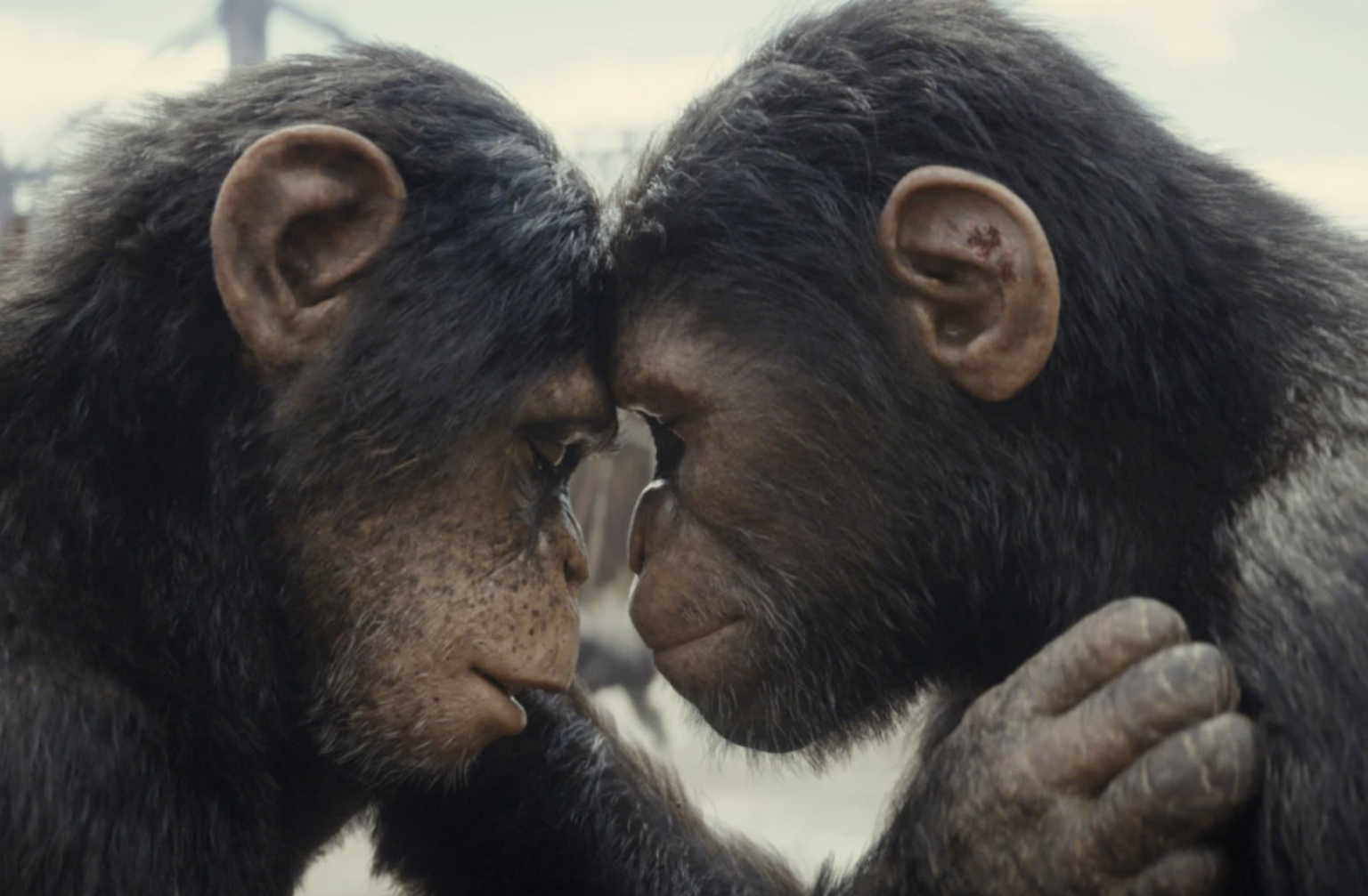 Kingdom of the Planet of the Apes' Review: New Worlds Collide | KQED
