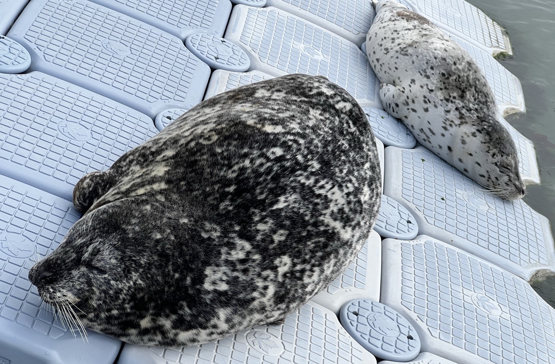A black seal pup and a white seal pup nap on a floating platform.