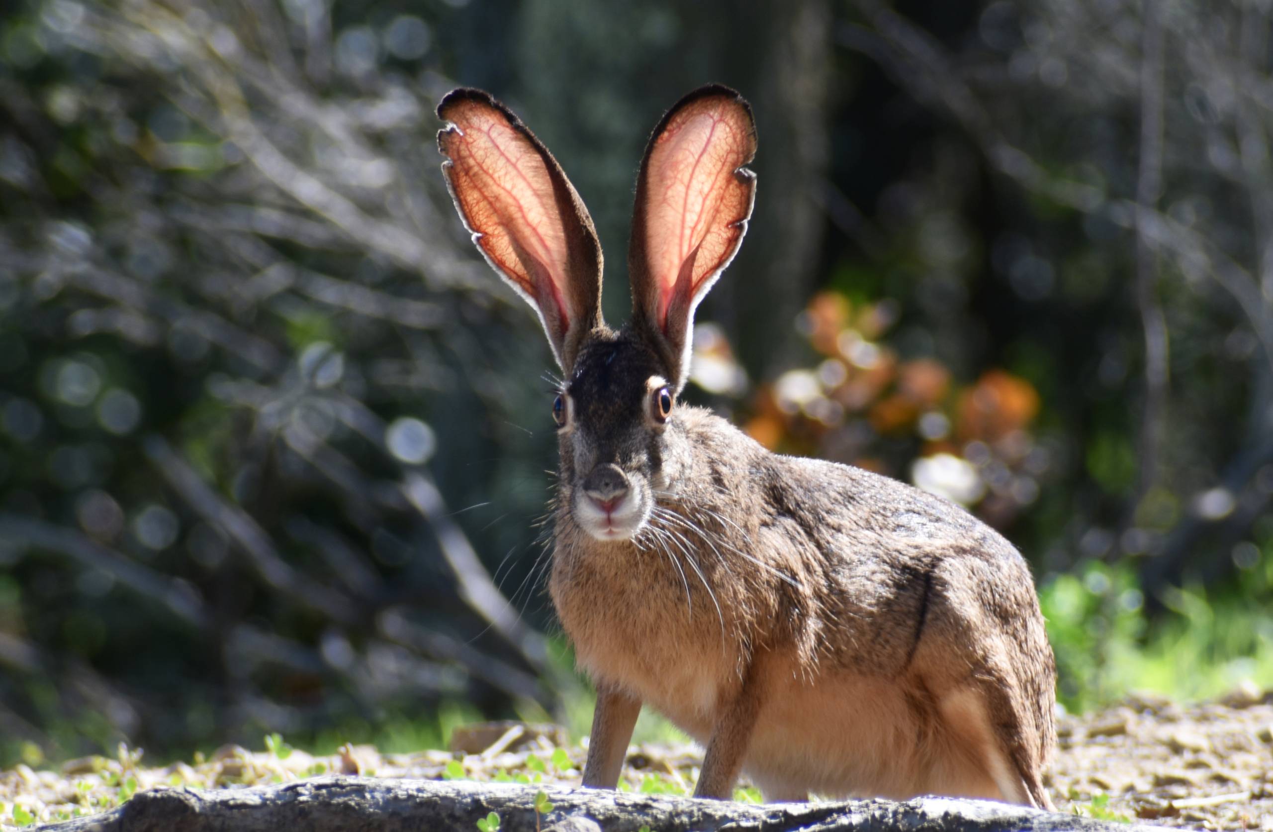 A large rabbit with thin legs and very large ears faces forward. It has very wide eyes.
