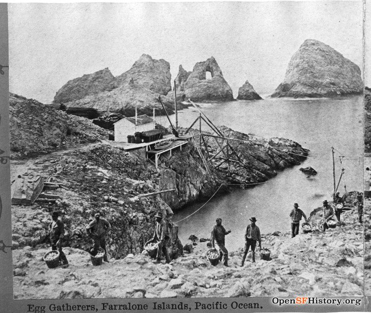 A black and white image showing men walking along a rocky island, each holding a large basket.