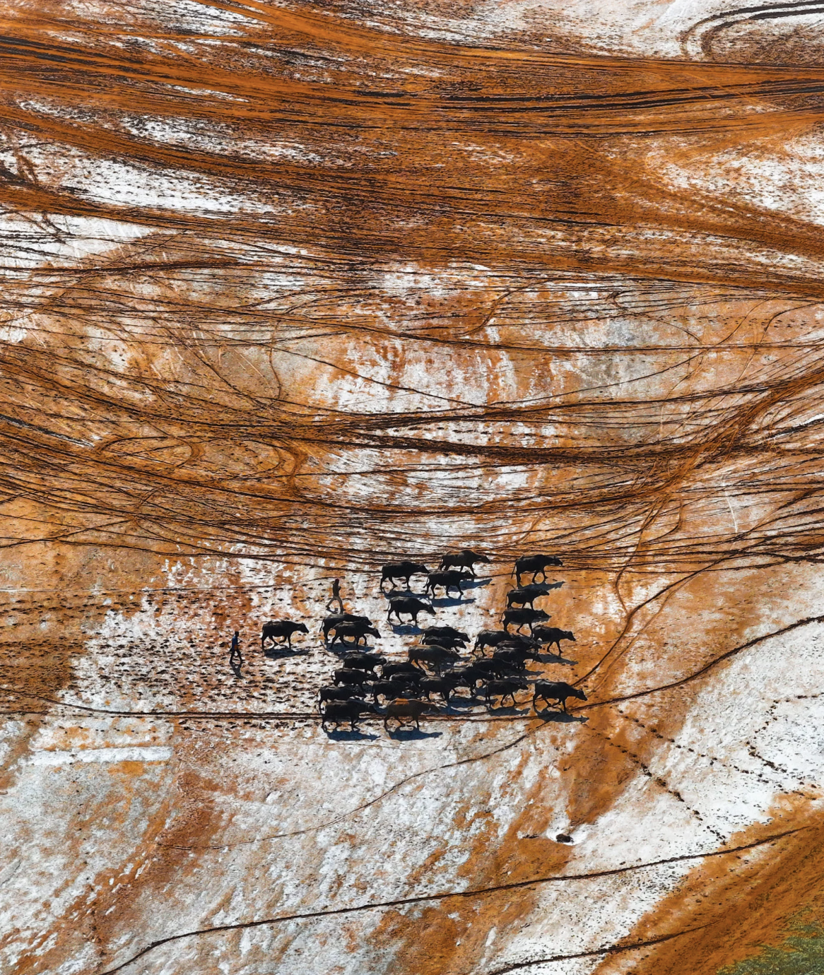 An aerial shot of a small herd of buffalo walking across red and white earth.