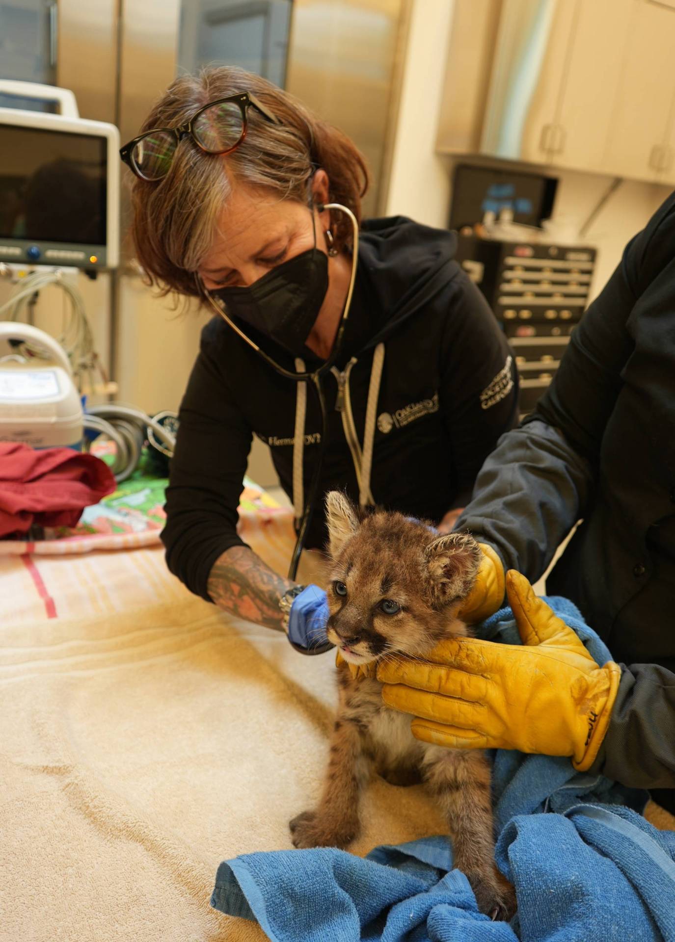 A tiny mountain lion cub is examined by a woman wearing a mask and stethoscope. 